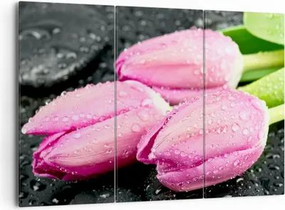 Produktbild von Bild auf Leinwand - Leinwandbild - Tulpen Tau Steine Pflanze - 165x110cm - Wand Bild - Wanddeko - Leinwanddruck - Bilder - Kunstdruck - Wanddekoration - Leinwand bilder - Wandkunst - CE165x110-2485