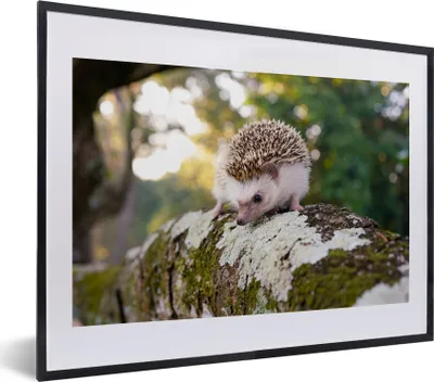 Produktbild von MuchoWow® MuchoWow® Gerahmtes Poster Igel läuft auf Ast 40x30 cm - Poster mit zchwarzem Bilderrahmen - Bilderrahmen - Poster im Rahmen