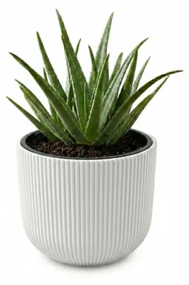 Produktbild von Prosperplast Blumentopf Übertopf Milly herausnehmbar Pflanzeinsatz Pflanzgefäß