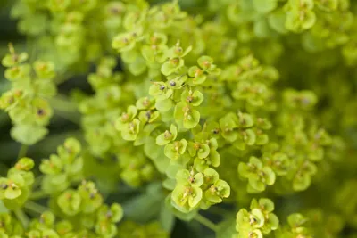 Produktbild von Euphorbia seguieriana ssp. niciciana, ca. 9x9 cm Topf, dekorativ