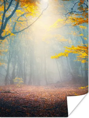 Produktbild von MuchoWow® Poster Wald - Nebel - Herbst 90x120 cm - Wohnzimmer