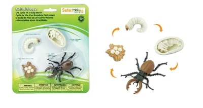 Produktbild von Safari Ltd Lebenszyklus Eines Hirschkäfers Mehrfarbig From 3 Years Kinder Mehrfarbig From 3 Years
