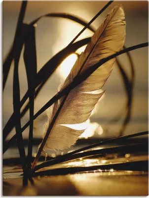 Produktbild von ARTland Leinwandbild Feder im Abendlicht Größe: 45x60 cm