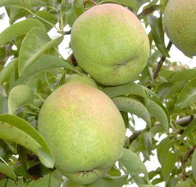 Close-up of green pears on a tree branch with leaves.