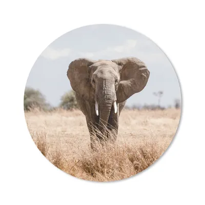 Produktbild von MuchoWow® Mauspad Mousepad Elefant - Natur - Tiere - Porträt 20x20 cm - Mousepads - Maus Mat - Pad - Mausunterlage - Schreibtischmatte