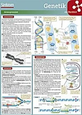 Obrázek produktu pro Lerntafel: Genetik im Überblick