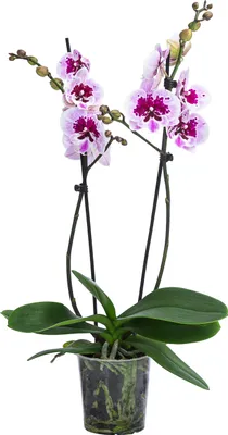 Produktbild von Dehner Schmetterlingsorchidee Aladdin, Phalaenopsis cultivars, zweitriebig, pink-weiße Blüten, 40-50 cm inkl. Pflanztopf, Ø Topf 12 cm, Zimmerpflanze