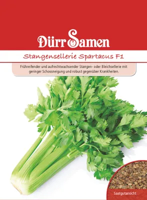 Artikelbild 1 von 'Stangensellerie Spartacus F1' aus der Kategorie Selleriesamen