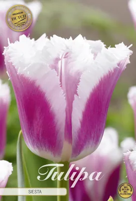 Artikelbild 2 von 'Tulpe Siesta (7 Stück)' aus der Kategorie Tulpenzwiebeln
