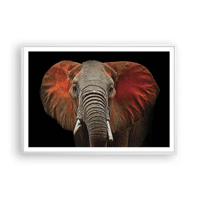 Produktbild von Gerahmtes Poster - Weißer Rahmen - Elefant Rot Ohren - 100x70 cm - Wand Bild - Wanddeko - Wandbilder - Kunstposter - Wandposter - Bilderrahmen - Bilder - Kunstdruck - Wandbild - P2WAA100x70-4237