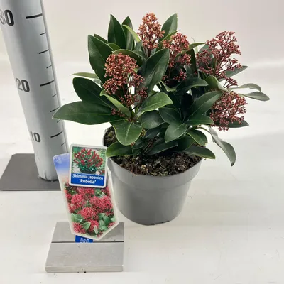Immagine prodotto di Skimmia jap. 'Rubella' - Skimmia giapponese | 20-25 cm in vaso
