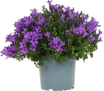 Produktbild von Campanula Addenda lila 12cm – winterharte mehrjährige Glockenblume – Wuchshöhe ca.20-30cm – lang blühende Staude für Beet, Steingarten, Balkon & Kübel – pflegeleicht