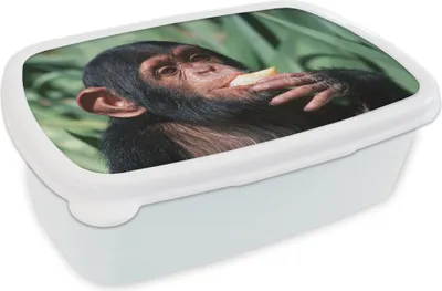 Produktbild von KitchenYeah® Lunchbox Brotzeit Brotdose 17x11 cm Nahaufnahme essender Schimpansen-Affe Kinder Brotzeitdose - Lunch Box - Kinder - Sandwich-Box - Schulbox - Lunch Boxen