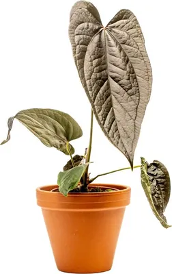 Obrázek produktu pro Gardners Anthurium Queen of Hearts, průměr 12 cm
