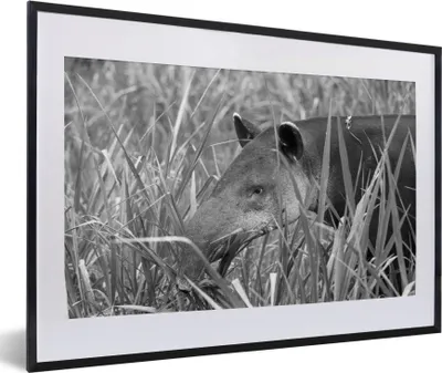 Produktbild von MuchoWow® MuchoWow® Gerahmtes Poster Mittelamerikanischer Tapir im Nationalpark von Costa Rica in schwarz-weiß 60x40 cm - Poster mit zchwarzem Bilderrahmen - Schlafzimmer - Plakat in Rahmen - Drucken