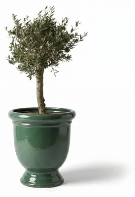 Obrázok produktu pre Olivovník v kvetináči keramickom Provencelia Jadeit, Ø72 cm x H75 cm