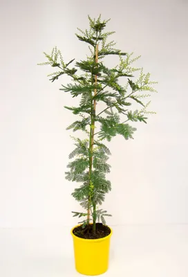 Obrázek produktu pro Mimosa dealbata 'Gaulois'. Výška cca 120 cm. Voňavá zimní mimóza, žlutá akácie s stříbřitými listy, vhodná pro pěstování v květináčích a zimních zahradách