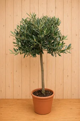 Productafbeelding van Olijfboom Olea 100 cm Warentuin Natuurlijk, AI-gegenereerde afbeelding