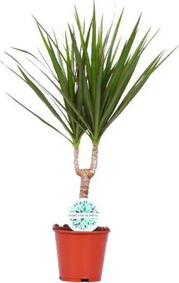 Zdjęcie produktu dla Drzewo smocze (Dracaena marginata) – roślina doniczkowa, średnica 14 cm, wysokość 55 cm, łatwa w pielęgnacji, dekoracyjna