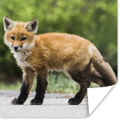Produktbild von MuchoWow® Poster Fuchs - Welpe - Straße 100x100 cm - Babyzimmer