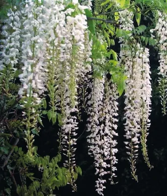 Zdjęcie produktu dla Glicynia (Wisteria) chińska Alba 2L