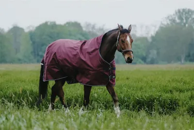 Produktbild von Equitheme Standard 1200d 50g Weidedecke Lila 6´0´´ Lila 6´0´´