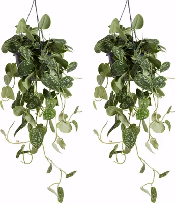 Zdjęcie produktu dla Bloomique - Zestaw 2 szt. - Scindapsus Pictus - Srebrzyk - Roślina zwisająca - Nadaje się również jako roślina pnąca - Rośliny doniczkowe - Oczyszczające powietrze - Łatwe w utrzymaniu - Wysokość 20-25 cm - Doniczka 15 cm