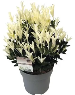 Obrázek produktu pro Brslen japonský FloraSelf Euonymus Japonicus 'Extravaganza' květináč 10 l