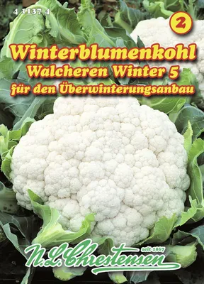 Produktbild von Blumenkohl Walcheren Winter 5 | Blumenkohlsamen von N.L. Chrestensen