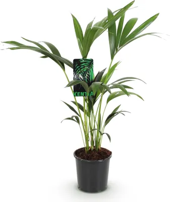 Immagine prodotto di Howea Forsteriana - Kentia - Palma - 70-75cm - 17cm - Palma da appartamento di