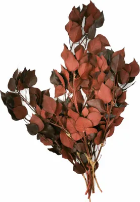 Produktbild von Stabilisiertes Efeu - Rot