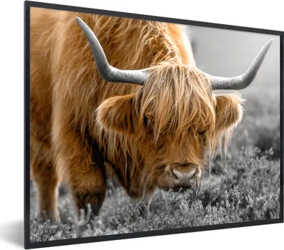 Produktbild von MuchoWow® Gerahmtes Poster Schottischer Highlander - Tiere - Braun - Kuh - Schwarz - Weiß - Natur 80x60 cm - Poster mit Schwarzem Bilderrahmen Wandposter Rahmen Foto Bilder - Schwarzem - Mit Gestell