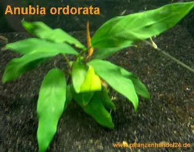 Produktbild von 5 Töpfe Anubia ordorata, Wasserpflanzen, Anubien
