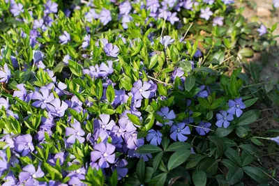 Produktbild von Stauden Gänge 100 x Vinca minor 'Blau' - Blaues Kleines / Kleinblättriges Immergrün - tolle Blütenpracht - sehr pflegeleicht - Winterhart -Bodendecker
