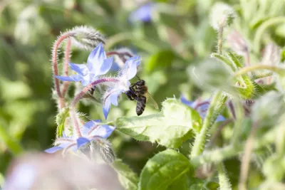 Produktbild von Borago officinalis, Borretsch, essbare Blüten, ca. 9x9 cm Topf