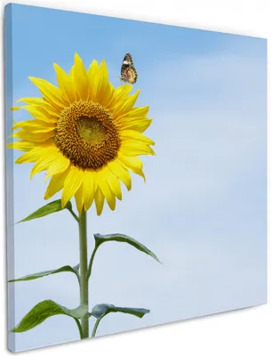 Produktbild von Wallario Premium Leinwandbild Sonnenblume mit Schmetterling in Größe 50 x 50 cm