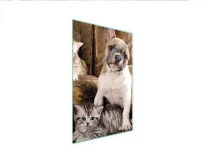 Produktbild von Herdabdeckplatte 35x52 Glaskeramikkochfeld Abdeckung Spritzschutz Glasplatte Deko Schneidebrett Katze Hund