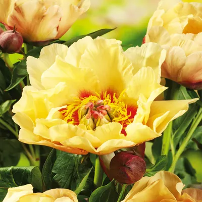 Obrázok produktu pre Prairie Charm Tree Peony 1 ks Sadenice pivonky voňavé