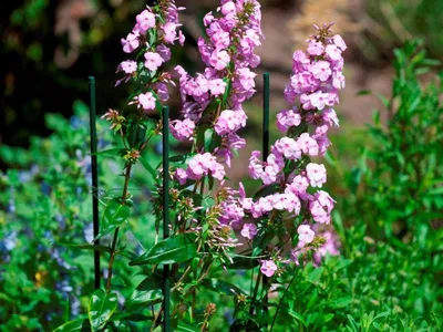 Produktbild von Pflanzstab aus Kunststoff, 60 cm hoch, 8 mm Durchmesser, für die Pflanzenstütze im Garten