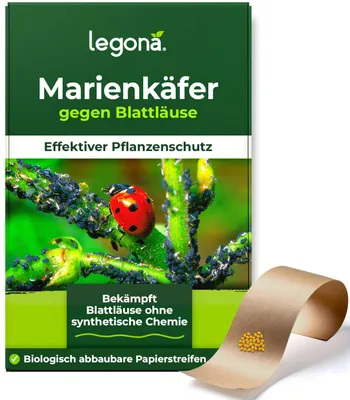 Produktbild von Legona Marienkäfer-Eier gegen Blattläuse – 100 Eier für 10 m²