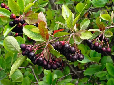 Obrázek produktu pro Temnoplodec třešňolistýFloraSelfAronia 'Nero' květináč 3 l