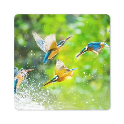 Produktbild von MuchoWow® Mauspad Mousepad Vögel - Eisvogel - Tiere - Wasser 20x20 cm - Mousepads - Maus Mat - Pad - Mausunterlage - Desk Mat - Bureauartikeln