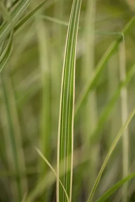 Produktbild von Miscanthus sinensis 'Variegatus', Chinaschilf, ca. 11x11 cm Topf