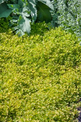 Produktbild von Origanum vulgare 'Thumbles', Oregano, aromatisch, ca. 9x9 cm Topf