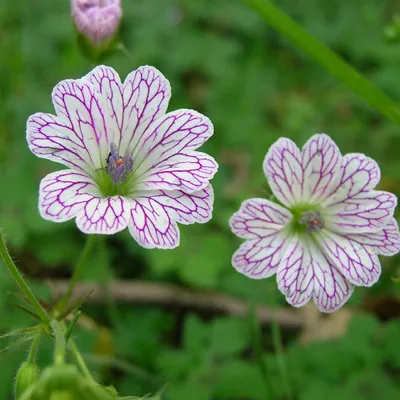 Obrázok produktu pre 6 ks rastlín "Ooievaarsbek" (Geranium versicolor) | Kvetináč 9 cm x 9 cm