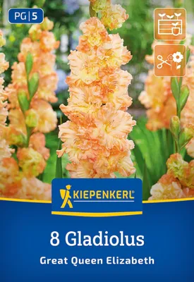 Produktbild von Kiepenkerl Großblumige Gladiole The Great Queen Elisabeth Gladiolus x Hybrida 8