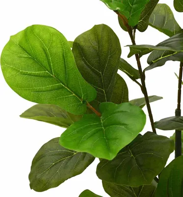 Immagine prodotto di Albero di Ficus Artificiale 48 Foglie 165 cm Verde