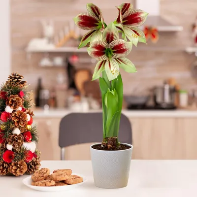Productafbeelding van Amaryllisbol Papilio - 1 grote bloembol (20/22) - Exclusieve bollen - Echte planten uit Nederland - Hippeastrum (geen zaden, geen was en niet kunstmatig)
