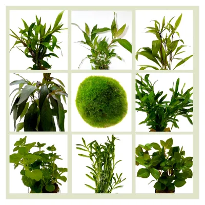 Produktbild von Algenbekämpfungs-Set, Sortiment an Wasserpflanzen, 5 schnellwachsende Pflanzenarten + 1 Mooskugel, Aquarienpflanzen zur Algenprophylaxe