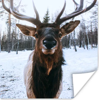 Produktbild von MuchoWow® Poster Rotwild - Schnee - Geweih 50x50 cm - Wohnzimmerdekoration